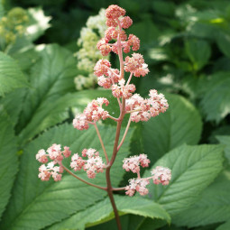 Роджерсія pinnata Die Schone