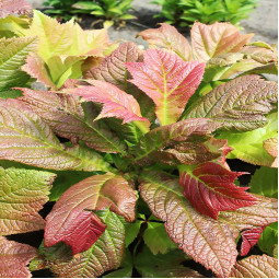 Роджерсія podophylla Braunlaub