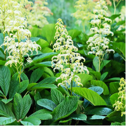 Роджерсія Sambucifolia