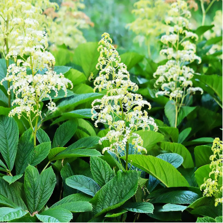 Роджерсія Sambucifolia