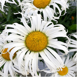 Ромашка (королиця) Sweet Daisy Cher (Світ Дейзі Шер)