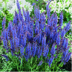 Сальвія Blauhugel (Блаухюгель)