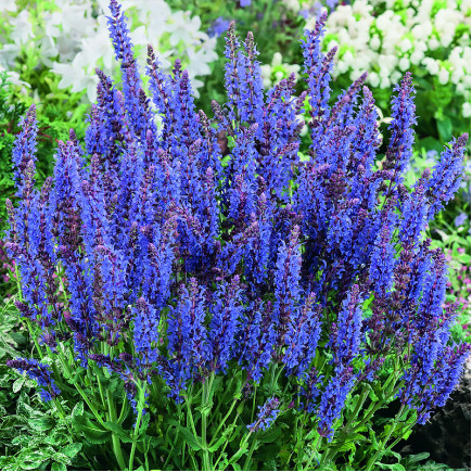 Сальвія Blauhugel (Блаухюгель)