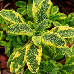 Сальвія officinalis Icterina (Іктеріна)