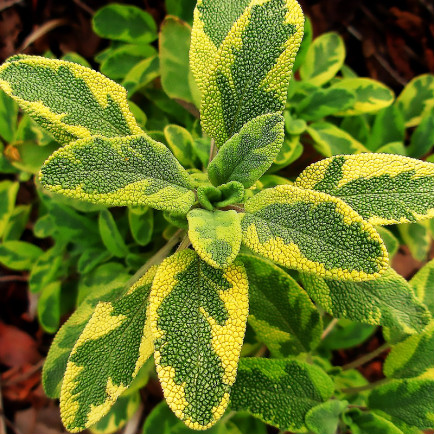 Сальвія officinalis Icterina (Іктеріна)