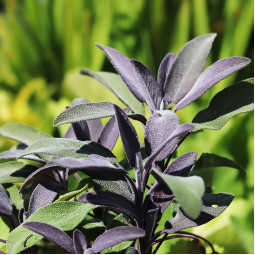 Сальвія officinalis Purple Beauty (Пьорпл Б'юти)
