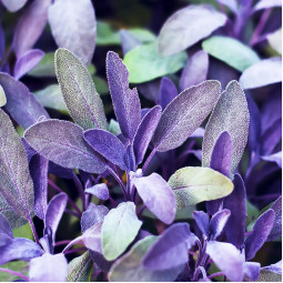 Сальвія Purpurascens (Пурпурасценс)