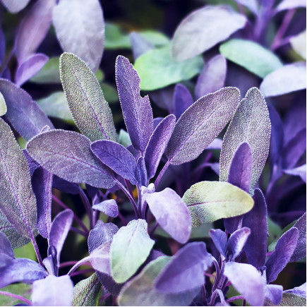 Сальвія Purpurascens (Пурпурасценс)