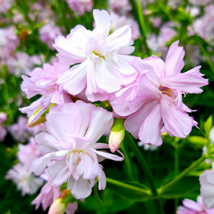 Сапонария (мыльнянка) Flore Pleno (Флоре Плено)