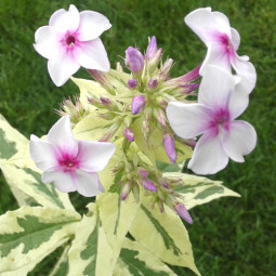 Сапонарія (мильнянка) Variegata (Варіегата)