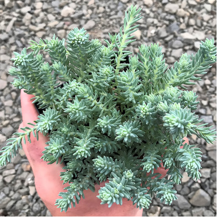 Седум Blue Spruce (Блу Спрус)