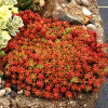 Седум Coral Carpet (Корал Карпет) контейнер 0.5 л