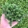 Седум Coral Carpet (Корал Карпет) контейнер 0.5 л