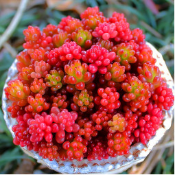 Седум Coral Carpet (Корал Карпет) контейнер 0.5 л Седум Coral Carpet (Корал Карпет) контейнер 0.5 л