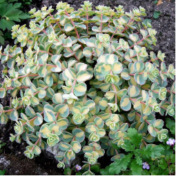Седум Mediovariegata контейнер 0.5 л