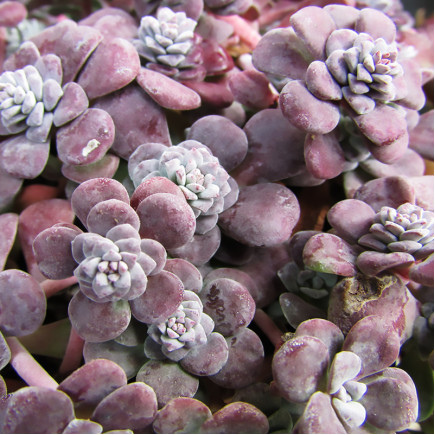 Седум Purpureum (Пурпуреум)