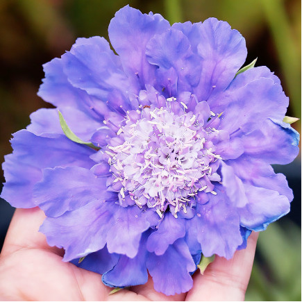 Скабіоза Mariposa Blue (Маріпоза Блу)