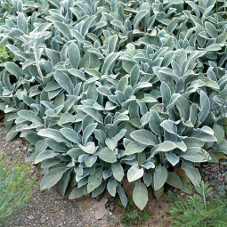 Стахис Silver Carpet
