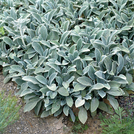 Стахис Silver Carpet