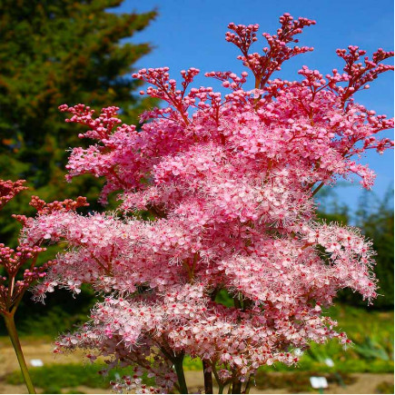 Гадючник rubra Venusta Magnifica