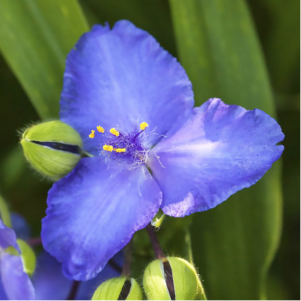 Традесканція Zwanenburg Blue (Званенбург Блу)