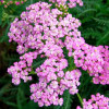 Ахиллея Millefolium Lilac Beauty