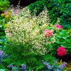 Рутвиця Splendide White