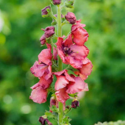 Вербаскум (Коров'як) Cherry Helen