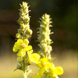 Вербаскум (Коров'як) Denisflorum Високий
