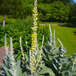 Вербаскум (Коров'як) Denisflorum Високий