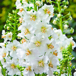 Вербаскум (Коров'як) Flush of White
