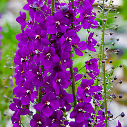 Вербаскум (Коров'як) Violetta