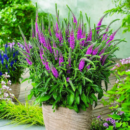 Вероніка Amethyst Plume