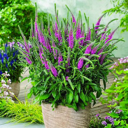 Вероніка Amethyst Plume