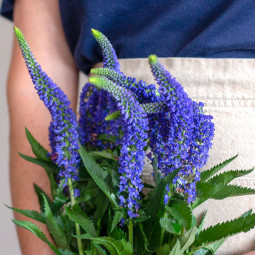 Вероніка Blue Indigo
