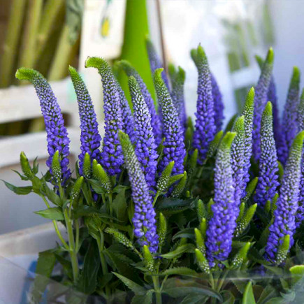 Вероніка Blue Indigo