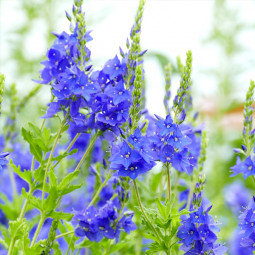 Вероніка Knallblau