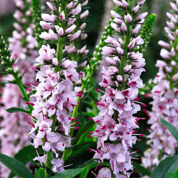 Вероніка Pink Harmony