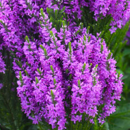 Вероніка Purple Explosion