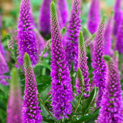 Вероніка Purpleicious