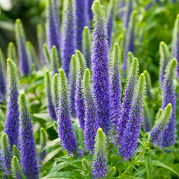 Вероніка Sunny Border Blue