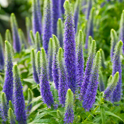 Вероніка Sunny Border Blue