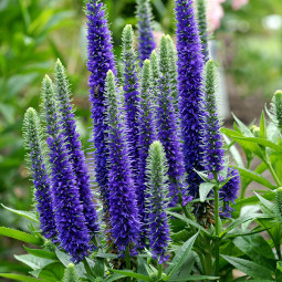 Вероніка Ulster Dwarf Blue