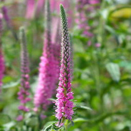 Вероніка Pink Eveline