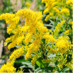 Золотушник Citronella