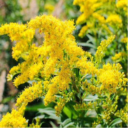 Золотушник Citronella