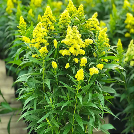 Золотушник Little Lemon