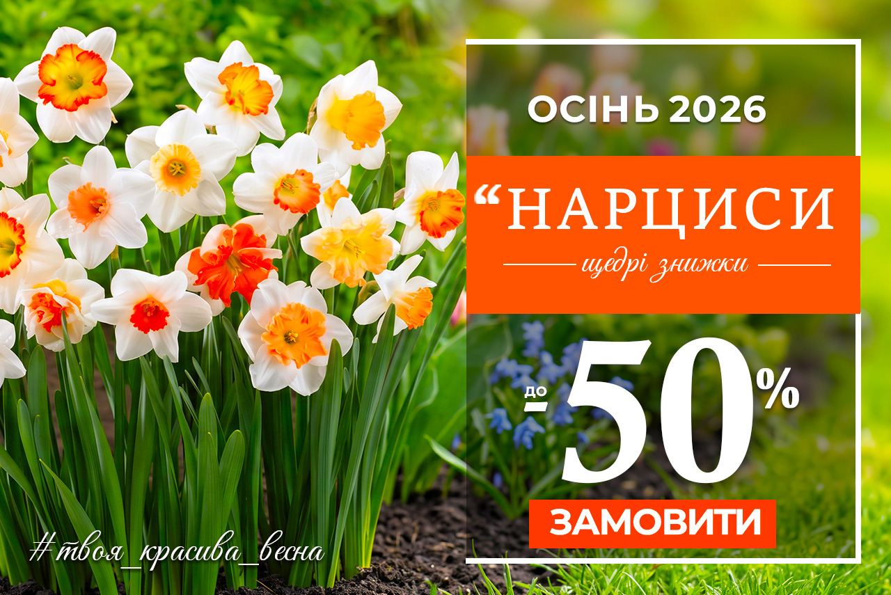 Нарциссы — скидки до 50%!