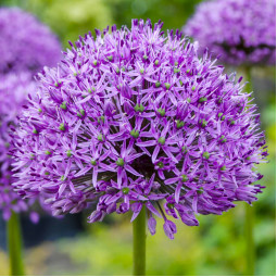 Аллиум Purple Sensation