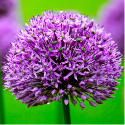 Аллиум Purple Suze